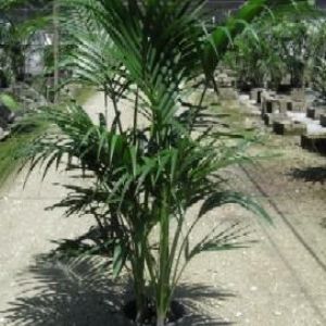 Howea – Kentia palm – Sentry palm get a quote