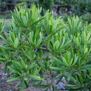 Cephalotaxus h. ‘Prostrata’ – Plum Yew – get a quote