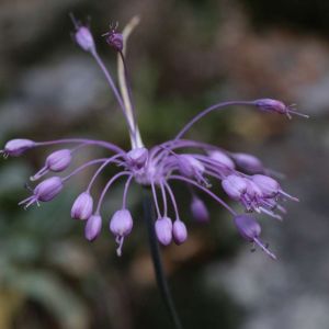 Allium carinatum f. album – Keeled Garlic – Onion get a quote