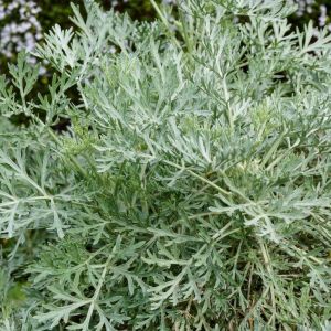 Artemisia ‘Powis Castle’ – Mugwort – Artemisia arborescens ‘Brass Band’ – Sagebrush – Wormwood get a quote