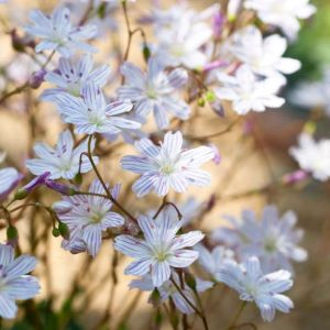 Lewisia columbiana – Bitter Root – get a quote