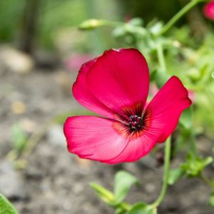 Linum grandiflorum – Flowering Flax – Flax – get a quote