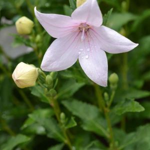Platycodon grandiflorus ‘Shell pink’ – Balloon Flower – Chinese Bellflower – get a quote
