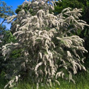 Tamarix ramosissima – Tamarix pentandra – Five-stamen Tamarisk – Late Tamarisk – Tamarisk – Tamarisk Salt Cedar – get a quote