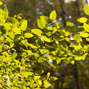 Zelkova carpinifolia ‘ Caucasian Elm ‘ Elm Zelkova ‘ get a quote