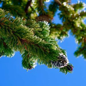 Pinus aristata – Bristlecone Pine – Rocky Mountain Bristlecone Pine – Pine – get a quote