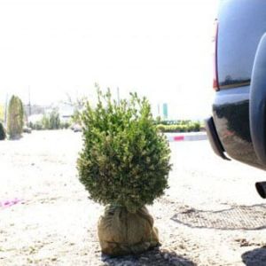 Buxus microphylla ‘Green Gem’ – Small-leaved Boxwood – Chinese Box – Japanese Box – Korean Box – Box – Boxwood – get a quote