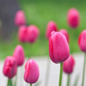Tulipa ‘Renown’ – Tulip ‘Renown’ get a quote
