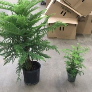 Araucaria heterophylla – Norfolk Island Pine – Plain get a quote