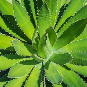 Agave univittata – Thorncrest Agave – get a quote