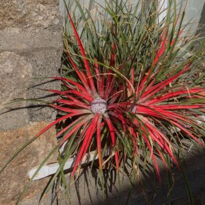 Fascicularia – bromeliad get a quote