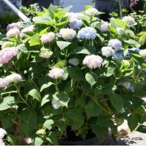 Hydrangea macrophylla ‘Nikko Blue’ – Bigleaf Hydrangea – Garden Hydrangea – Florist’s Hydrangea – get a quote