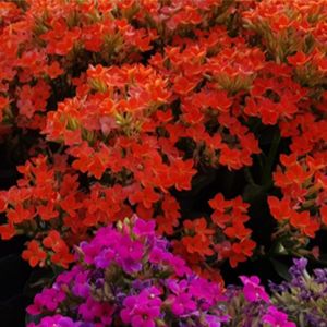 Kalanchoe get a quote