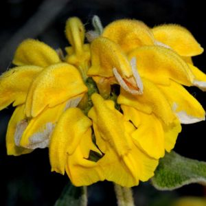 Phlomis fruticosa – Jerusalem Sage – get a quote