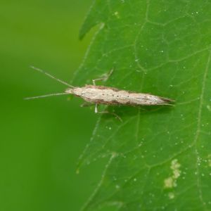 Diamondback Moth  – Plutella xylostella get a quote