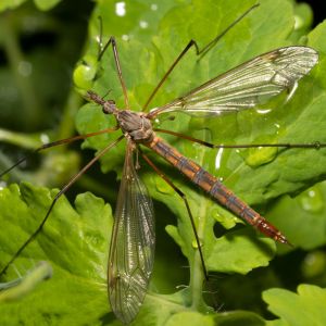 European Crane Fly – Tipula paludosa get a quote