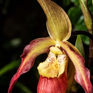 Phragmipedium – Lady Slipper – orchid get a quote