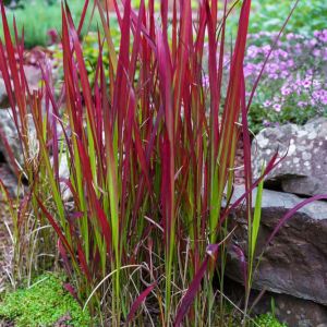 Imperata cylindrica ‘Rubra’ – Imperata cylindrica ‘Red Baron’ – Japanese Blood Grass get a quote