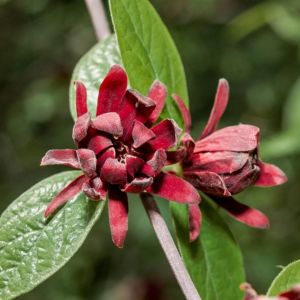 Calycanthus floridus – Carolina Allspice – Common Sweetshrub – Sweet Shrub – Strawberry Shrub — Allspice – get a quote