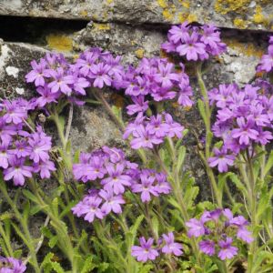 Erinus alpinus – Alpine Liverwort – Fairy Foxglove – Alpine Balsam – get a quote