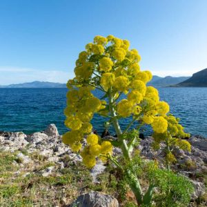 Ferula communis – Giant Fennel – get a quote