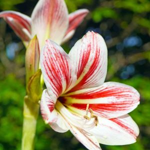 Hippeastrum vittatum – St. Joseph’s Lily – Amaryllis – Barbados Lily – get a quote