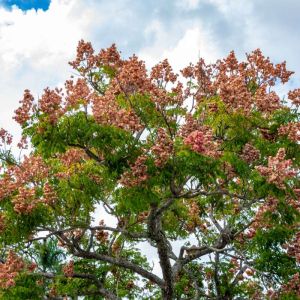 Koelreuteria bipinnata – Pride of China – Chinese Flame Tree – get a quote