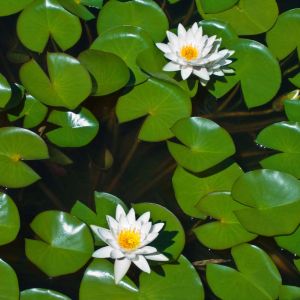 Nymphaea odorata – Pond Lily – White Waterlily – Waterlily – get a quote