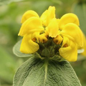 Phlomis chrysophylla – Goldleaf Jerusalem Sage – get a quote