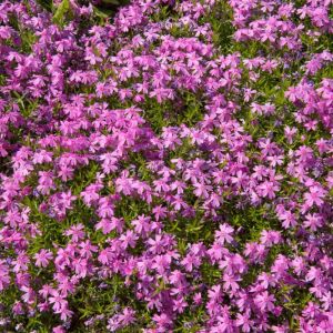 Phlox subulata ‘Temiskaming’ – Moss Phlox get a quote