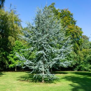 Cedrus atlantica f. glauca – Blue Atlas Cedar – Cedrus libani subsp. atlantica – Atlas Cedar Atlantic Cedar – Cedar – True Cedar – get a quote