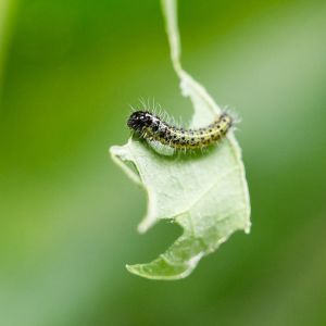 Leaf-Feeding Caterpillars get a quote