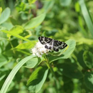 Spear-marked Black Moth – Rheumaptera hastata get a quote