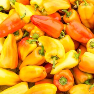 Pepper – Gypsy Pepper get a quote