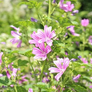 Malva sylvestris – Tall Mallow – get a quote