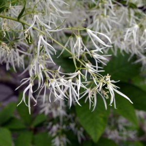 Chionanthus virginicus – Old Man’s Beard – Fringe Tree – get a quote