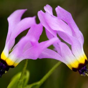Dodecatheon Clevelandii subsp. insulare – Shooting Stars – get a quote