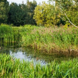 Glyceria maxima – Glyceria aquatica – Poa aquatica – Reed Sweet Grass – Reed Meadow Grass – Manna Grass – get a quote