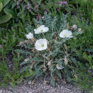 Oenothera caespitosa – Tufted Evening Primrose – Evening Primrose – Sundrops – get a quote
