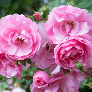 Rosa ‘Kristin’ – Rose ‘Kristen’ – Rose ‘Pirouette’ – get a quote