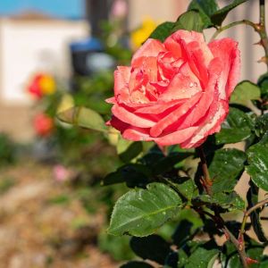 Rosa ‘Las Vegas’ – Rose ‘Las Vegas’ get a quote