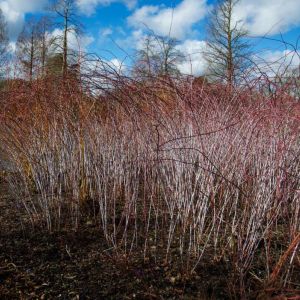 Rubus cockburnianus – Ghost bramble – get a quote