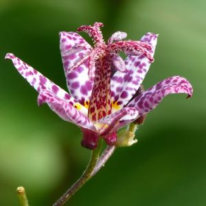 Tricyrtis formosana – Tricyrtis stolonifera – Toad Lily – get a quote