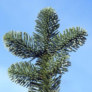 Abies procera – Abies nobilis – Noble Fir – get a quote