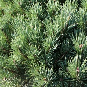 Pinus sylvestris ‘Watereri’ – Scots Pine – Scotch Pine – Pine – get a quote