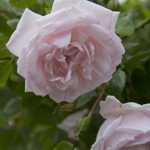 Rosa ‘New Dawn’ – Rosa ‘Everblooming Dr. Van Fleet’ – Rose ‘New Dawn’ get a quote