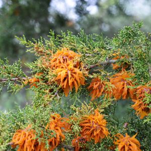 Cedar-apple Rust – Gymnosporangium juniperi-virginianae get a quote