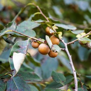 Diospyros lotus – Date Plum – Small Date Plum – Persimmon – Ebony – get a quote