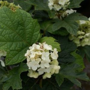 Hydrangea quercifolia ‘Alice’ – Oakleaf hydrangea- get a quote