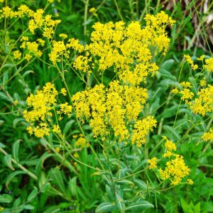 Isatis tinctoria – Common Dyer’s Weed – get a quote